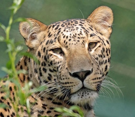 Body parts of leopards and pangolins are being used in traditional Chinese medicine products.