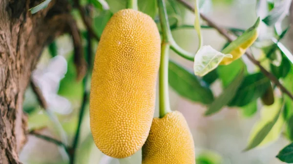 How Jackfruit is Boosting