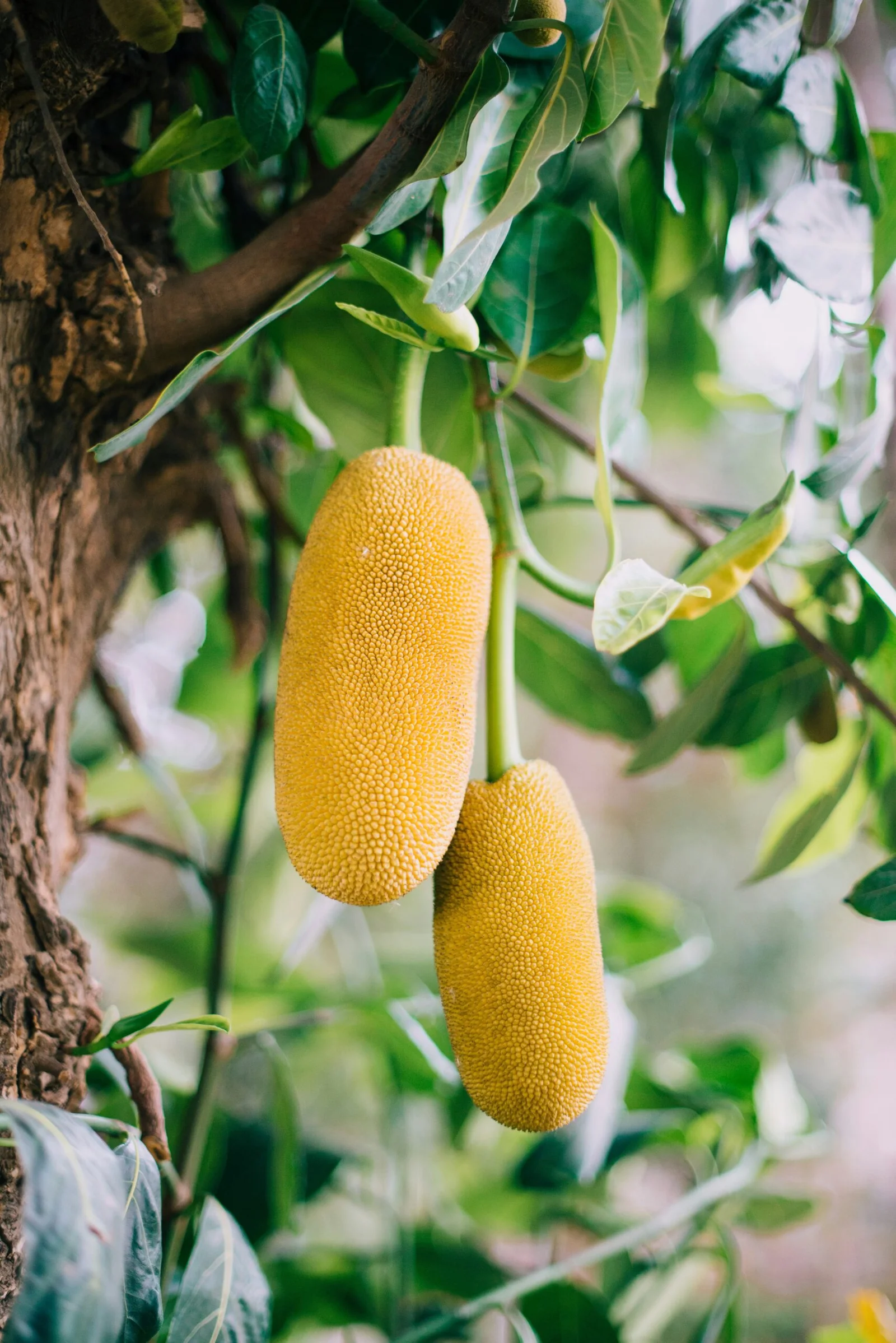 How Jackfruit is Boosting