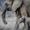 Namibia elephant culling