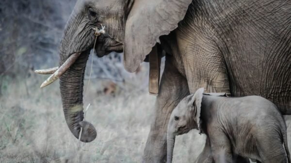 Namibia elephant culling