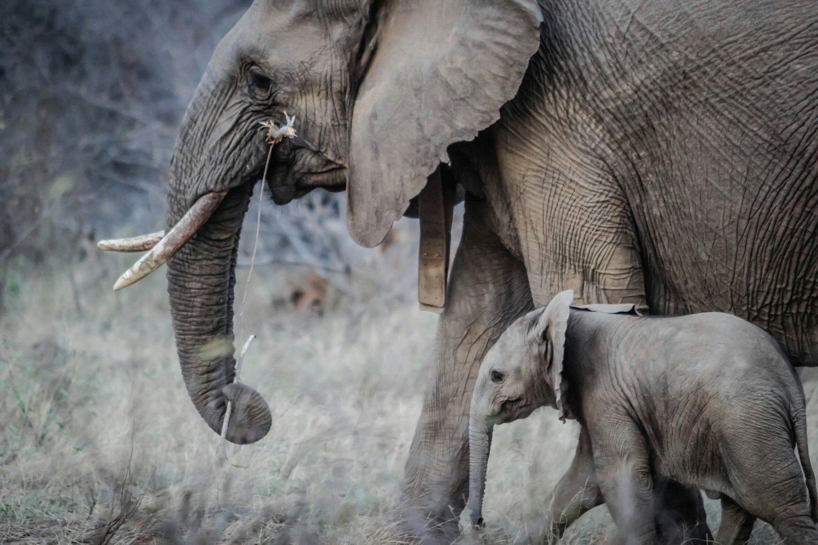 Namibia elephant culling