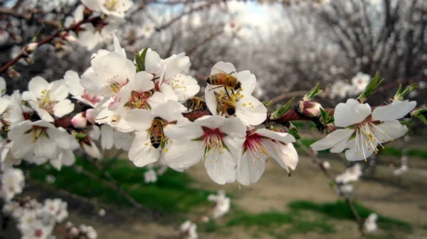 California Neonicotinoid Pesticide Ban